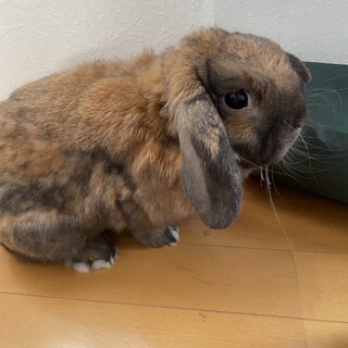 ホーランドロップイヤー♂