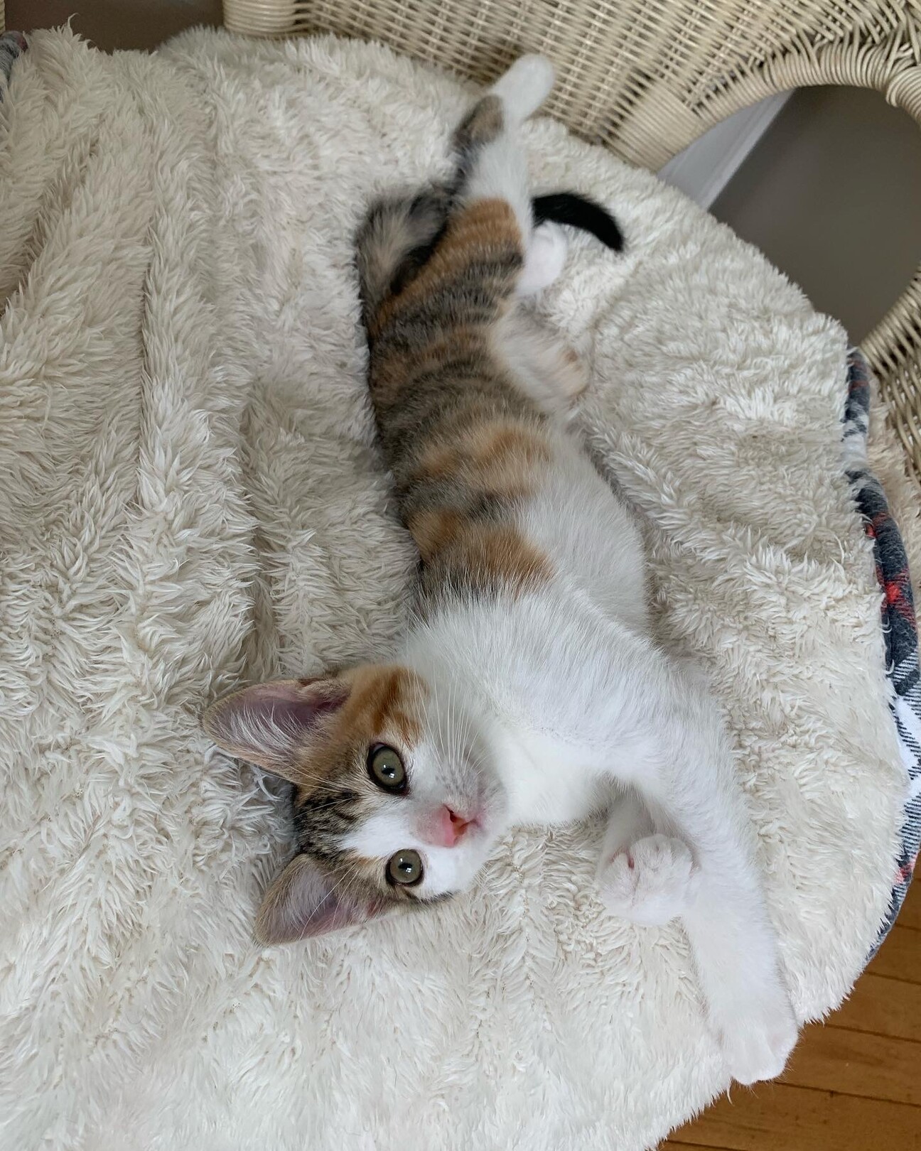 三毛猫様♡ありがとうございます♡ maxresdefault.jpg
