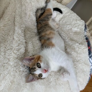 とても美しい三毛猫すりちゃん♡