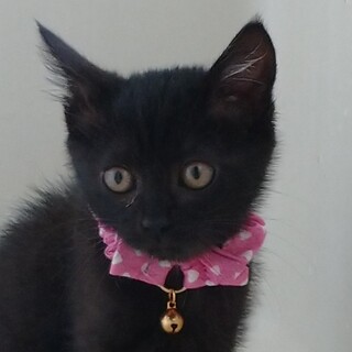 とてもかわいいクロネコです。