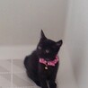 とてもかわいいクロネコです。 サムネイル5
