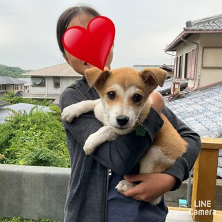 控えめで上品な『れいんちゃん』2.5ヶ月齢