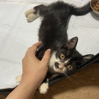 急募！甘えん坊の子猫