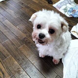 マルチーズ　♀　女の子　7歳　ホワイト