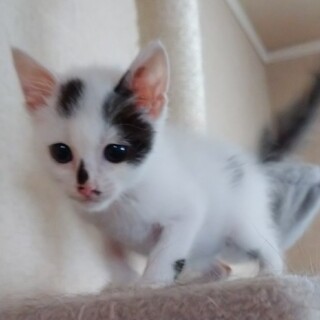 とても元気なお豆ちゃんです。