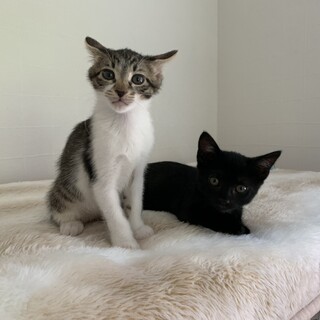 人が大好き、甘えん坊の男の子♡