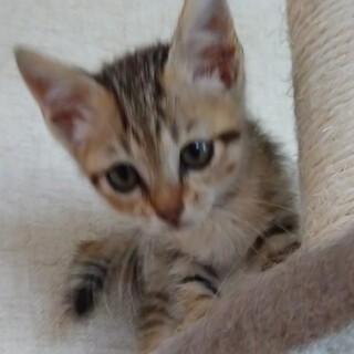 とても可愛いナッツです。