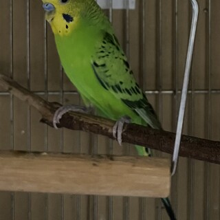 セキセイインコお譲りします