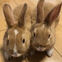 ミニウサギ生後2ヶ月の元気な2匹