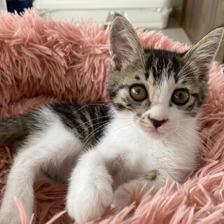 抱っこ大好き　甘えん坊　ミント君♬