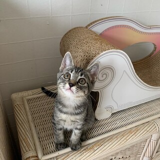 抱っこ大好き甘えん坊なキジトラちゃん♡