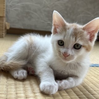 仲良しパステル兄妹　茶白　里親募集