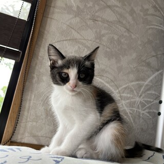 仲良し兄妹　ちょっぴりシャイな三毛ちゃん