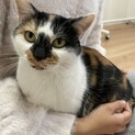 甘えんぼの可愛い三毛猫ちゃん