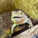 交渉中！フトアゴヒゲトカゲ(爪飛び、脱皮不全あり)