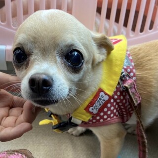 守ってあげたくなる可愛さ♡スムースチワワの女の子