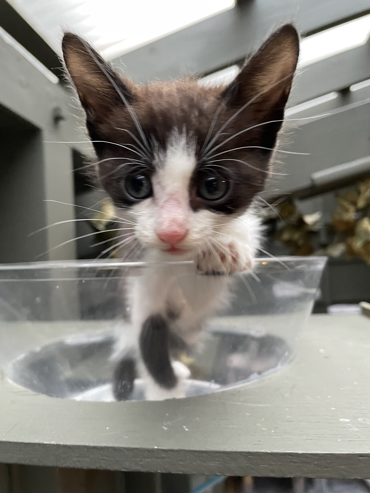 ハチワレちゃん 穏やか 三重県 猫の里親募集 ペットのおうち 月間利用者150万人