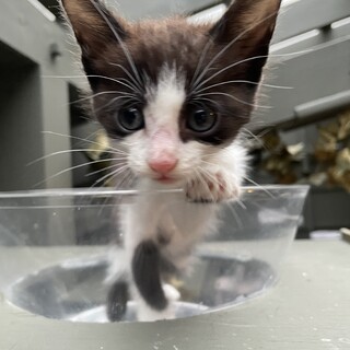 【ハチワレちゃん】穏やかな性格です