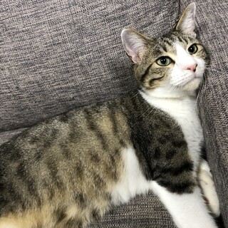 抱っこ大好きシュシュくん！特大ゴロゴロが止まらない