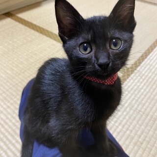 【7/31譲渡会参加予定】警戒心ゼロなクロエちゃん