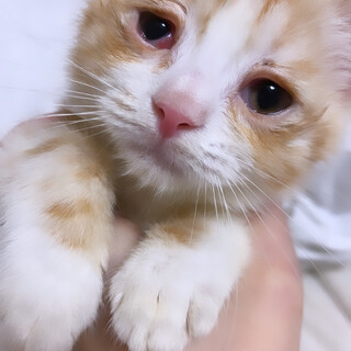 ハンデ有りマンチカン女の子