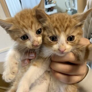 わんぱくぼーいず