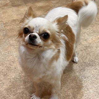 メンマ