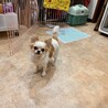 メンマ サムネイル4
