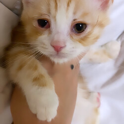 クラミジア