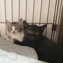 ２匹一緒に❤️きよか＆かざね