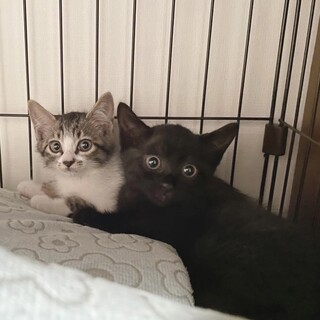 ２匹一緒に❤️きよか＆かざね
