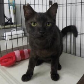 とっても可愛い甘えん坊な【ぷぷくん】