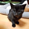【くろまる】しっかり者の甘えたボーイ サムネイル3