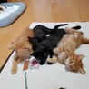 【くろまる】しっかり者の甘えたボーイ サムネイル5