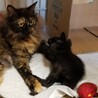 【くろまる】しっかり者の甘えたボーイ サムネイル7