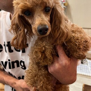 トイ プードル 大阪府が募集対象 犬の里親募集情報 ペットのおうち 月間利用者150万人 トイ プードル 大阪府が募集対象 犬の里親募集情報 ペットのおうち 月間利用者150万人