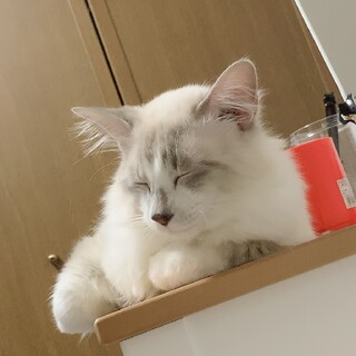 もふもふかわいい