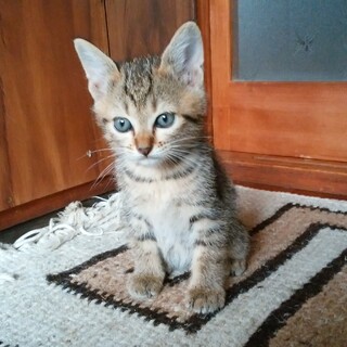 1ヶ月半のキジ（赤茶）　女の子