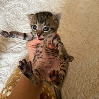 仲良しな２匹の兄弟☆生後１か月