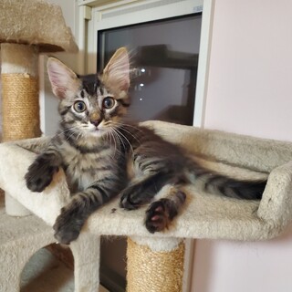 ミルクから育てた長毛キジの男の子