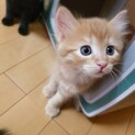 【むぎちゃん】猫をかぶった元気っ子^_^