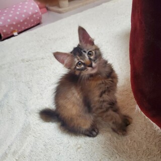 ミルクから育てた、長毛サビの女の子