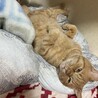 えすさんん
