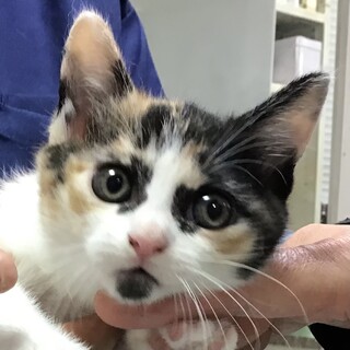 【募集停止】アイラインくっきり❤️お姉さんタイプ