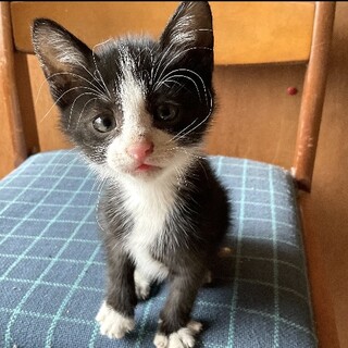 人なつこいはちわれボクちゃん