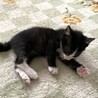 人なつこいはちわれボクちゃん サムネイル2