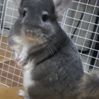 チンチラ1才、バイオレットの女の子です。