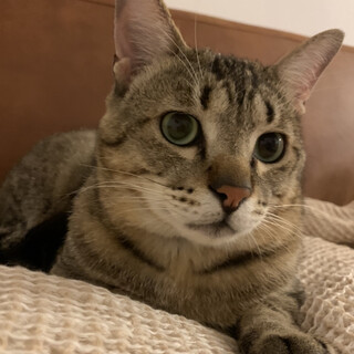 人間大好き！落ち着いた男の子です！