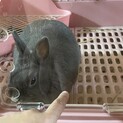 ミニウサギのキキちゃん♀