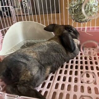 ロップのララちゃん♀